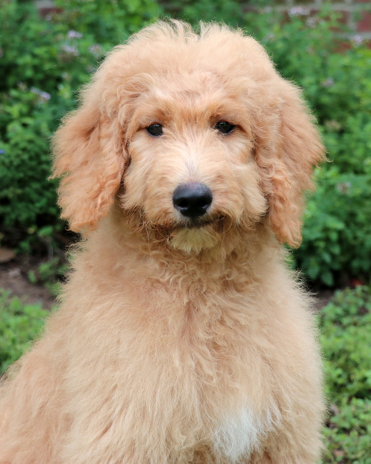 ”Goldendoodle