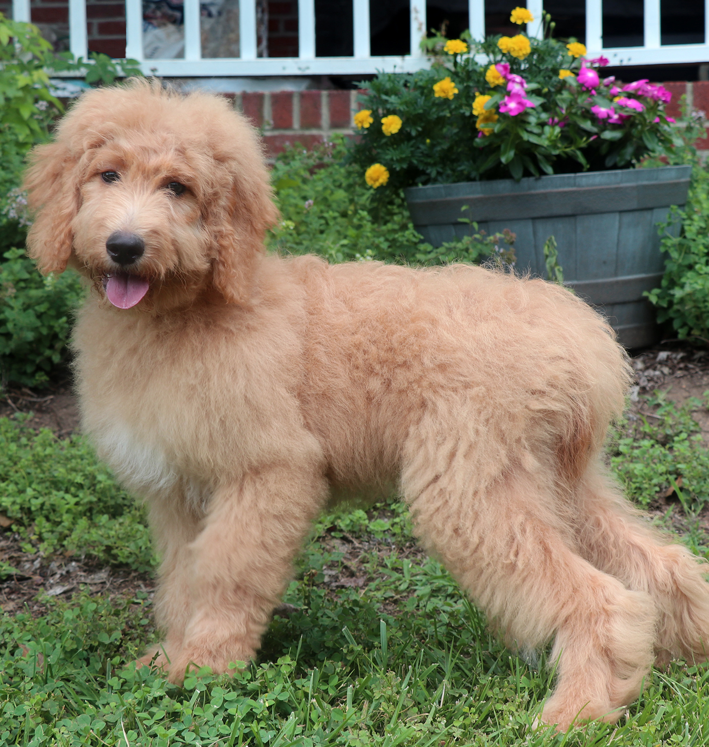 ”Goldendoodle