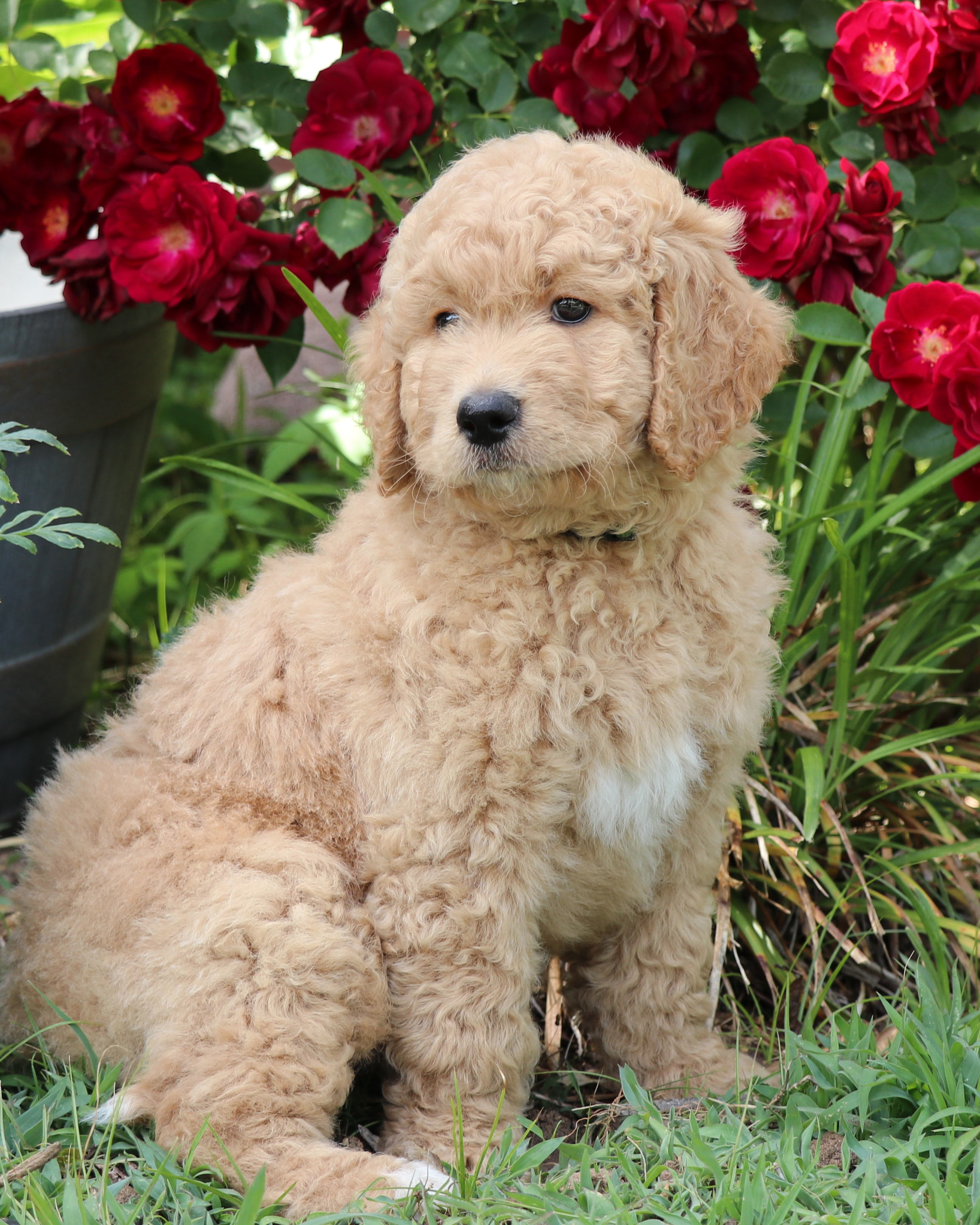 ”Goldendoodle
