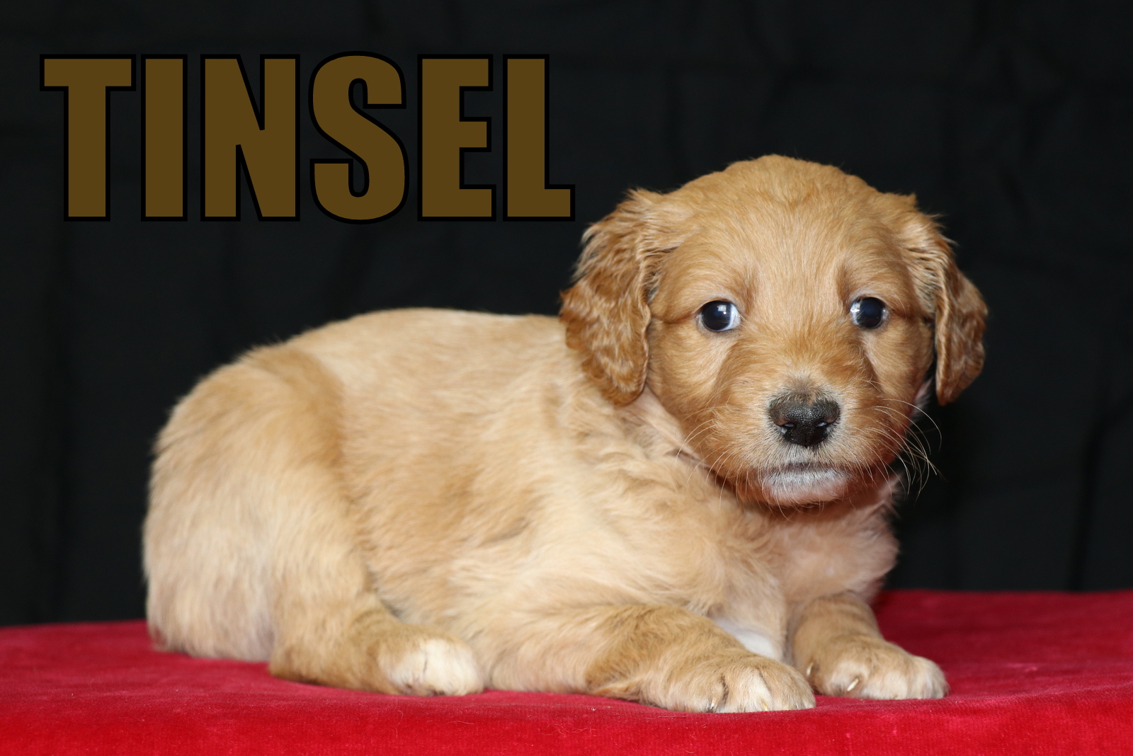 Goldendoodle Puppies for Sale in North Carolina